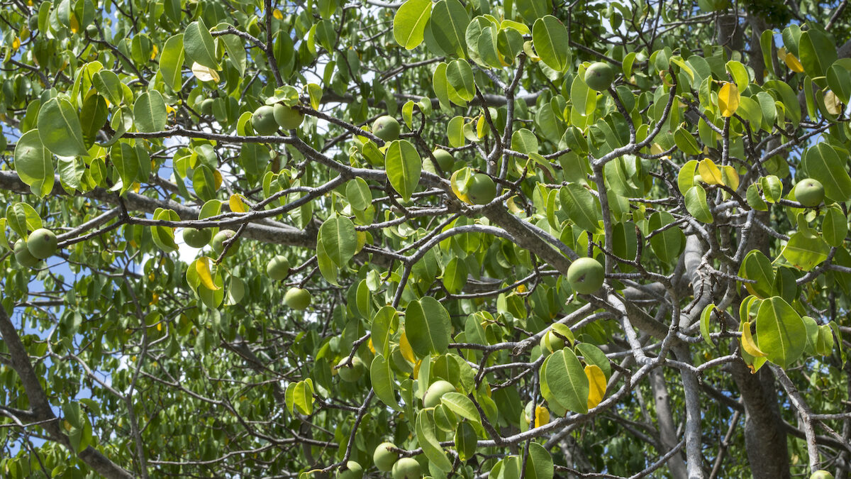 Very poisonous tree