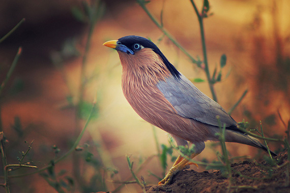 Lifelong Learning: Birdwatching is a lifelong learning experience as there are thousands of bird species worldwide, each with its own unique characteristics. Birdwatchers continuously expand their knowledge of birds, habitats, and conservation efforts, fostering a deeper appreciation for the natural world.