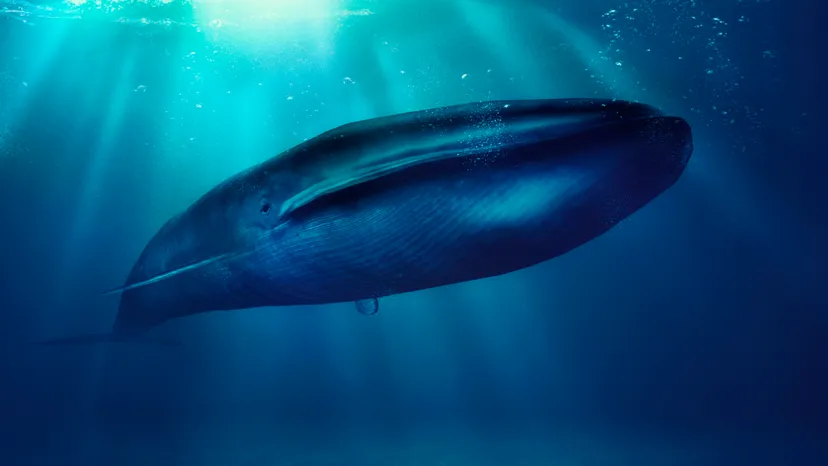 Found in oceans and seas