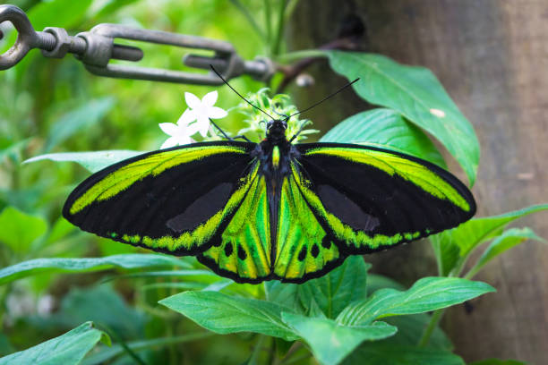 Beautiful Birdwing