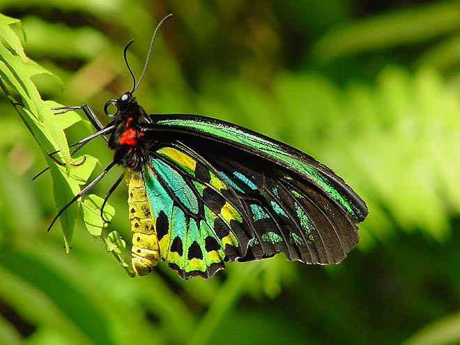 A symbol of biodiversity and conservation in Papua New Guinea