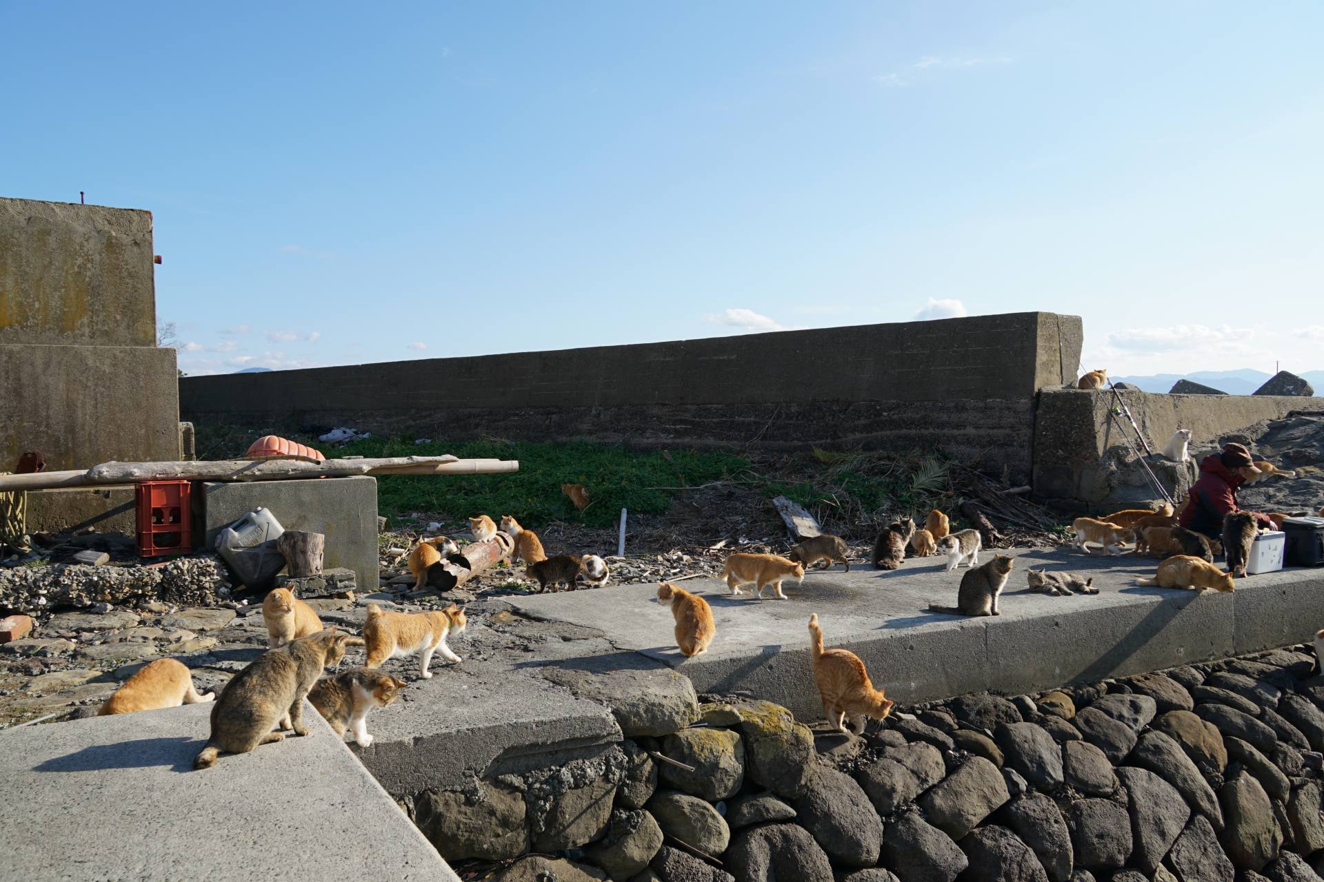 Island With Cats More Than People
