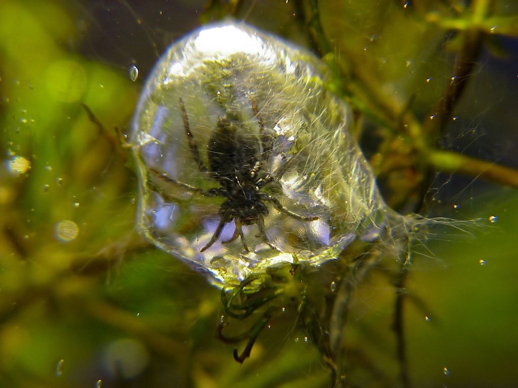 Lives Under Water