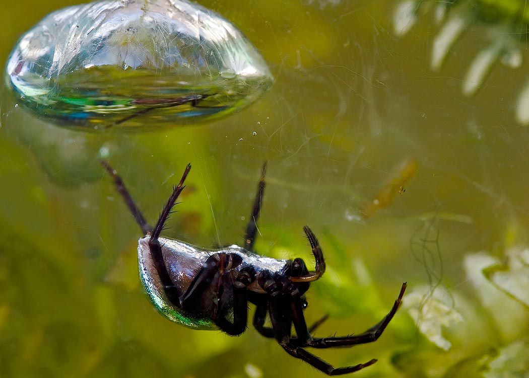 Regularly returns to water surface for oxygen