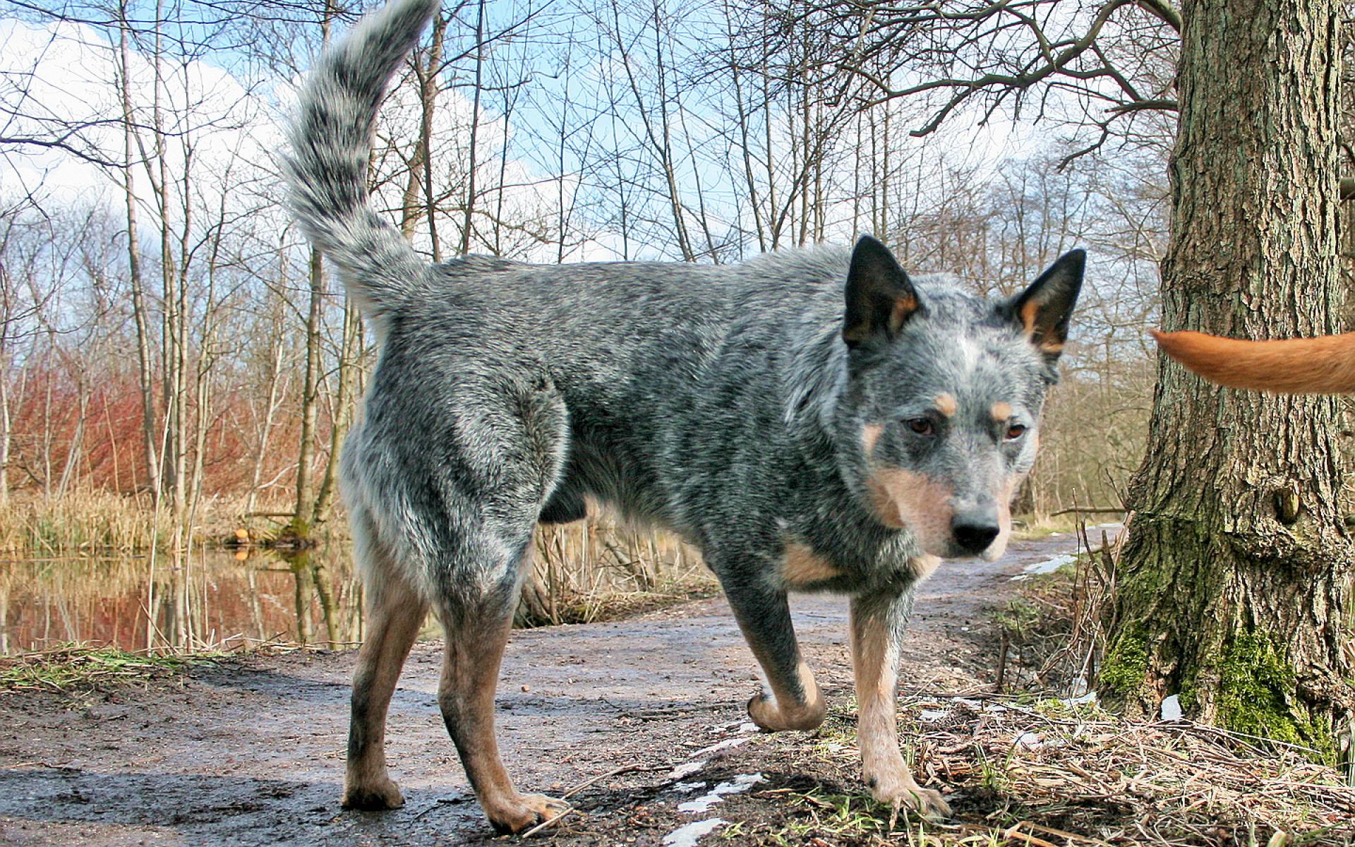 His longevity and impact have cemented his place in history as one of the most remarkable and beloved dogs of all time.