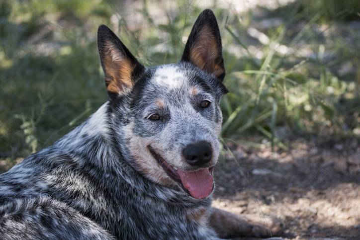 Bluey's story stands as a testament to the enduring companionship and loyalty that dogs bring to our lives.