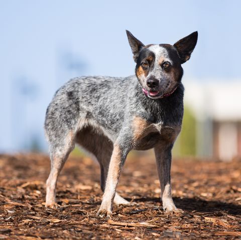 His longevity and impact have cemented his place in history as one of the most remarkable and beloved dogs of all time.