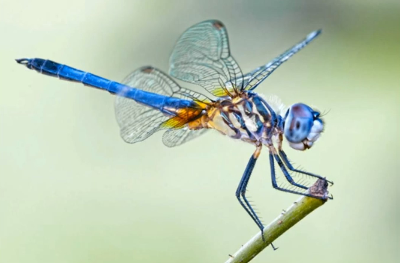 Versatile Flying Insect