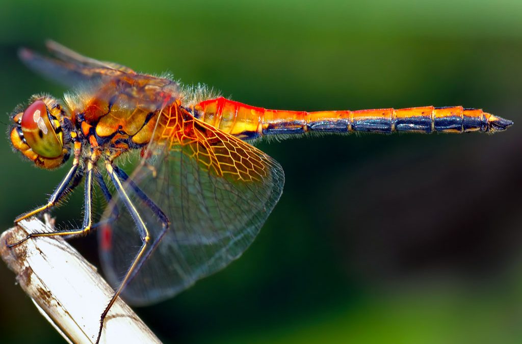The Dragon FLy