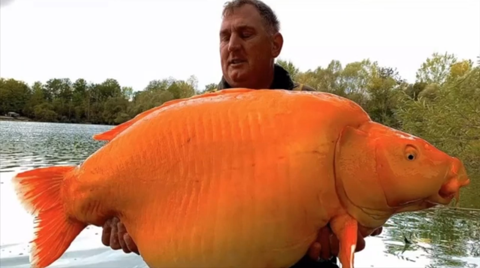World's Biggest Gold Fish