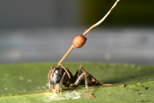 Efforts are needed to better understand and protect these remarkable fungi and their interactions with insect hosts in nature.
