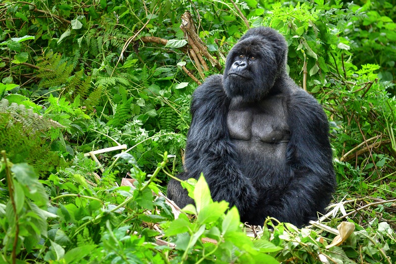 Touring the jungle