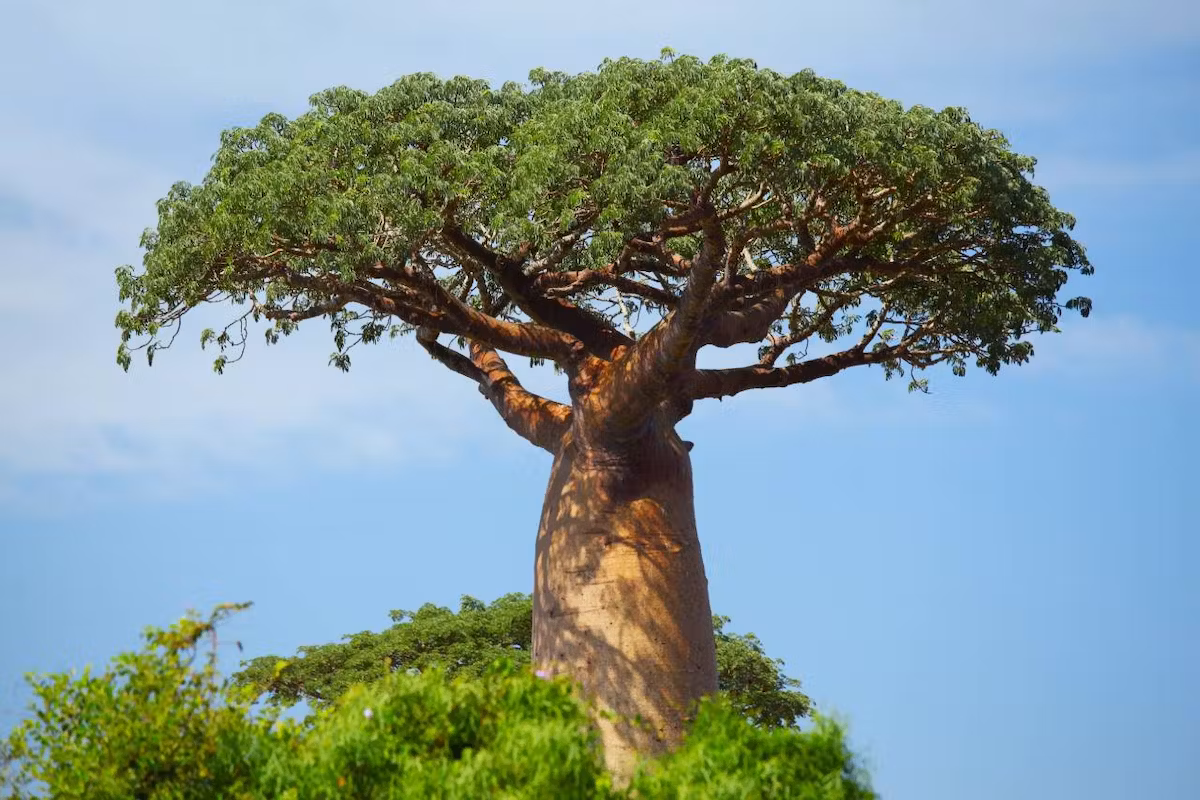 a tree will large trunk of water