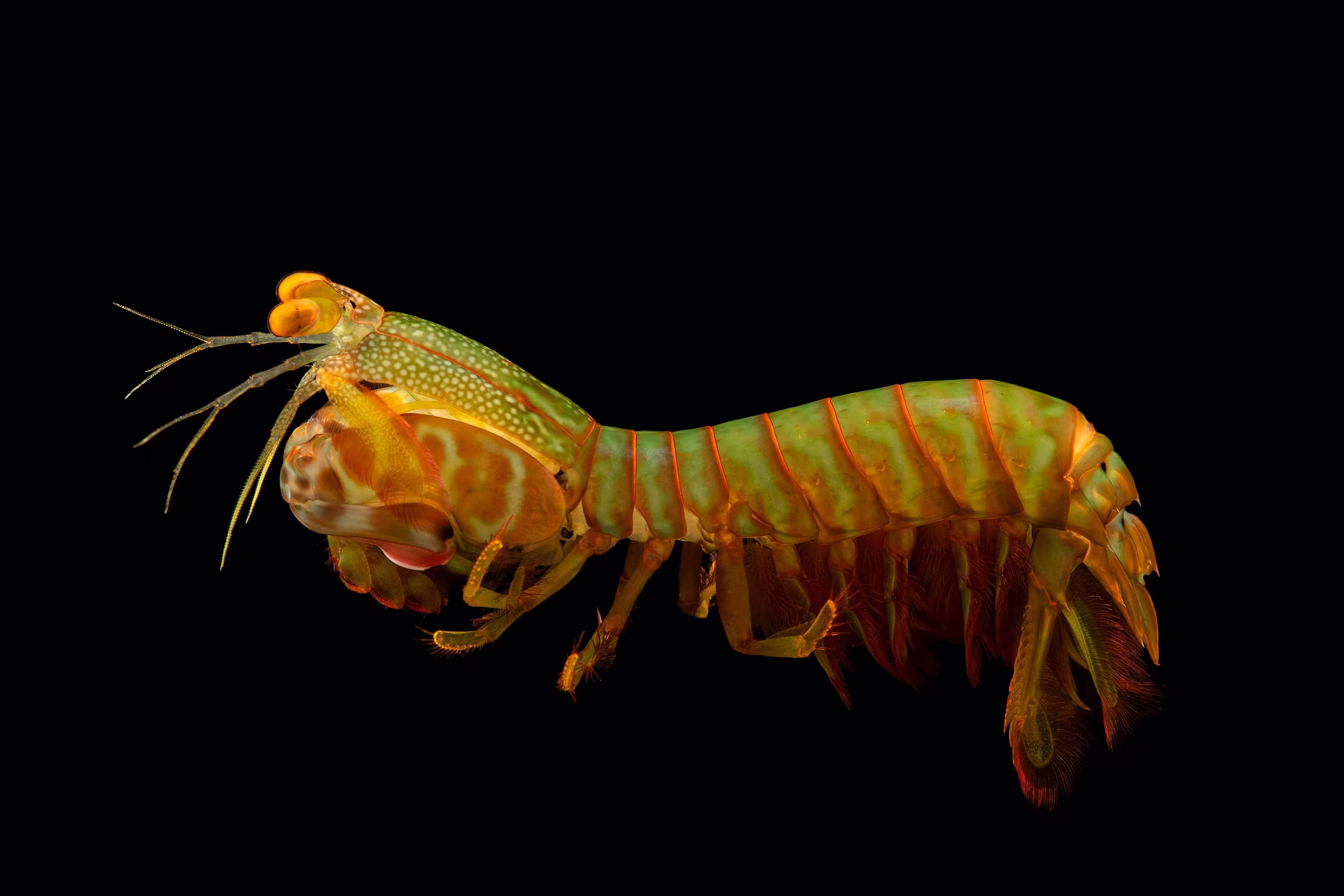 Are fascinating creatures that showcase the diversity and complexity of marine life. 