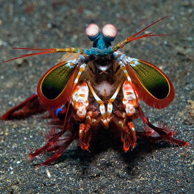 The Mantis Shrimp