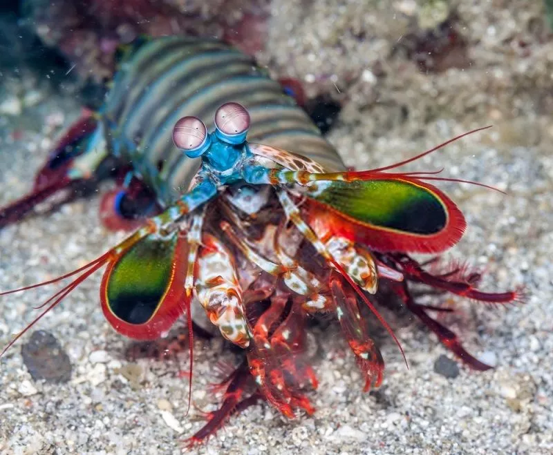 Their remarkable adaptations and behaviors continue to intrigue researchers and enthusiasts alike, highlighting the wonders of nature's evolutionary innovations in the underwater world.