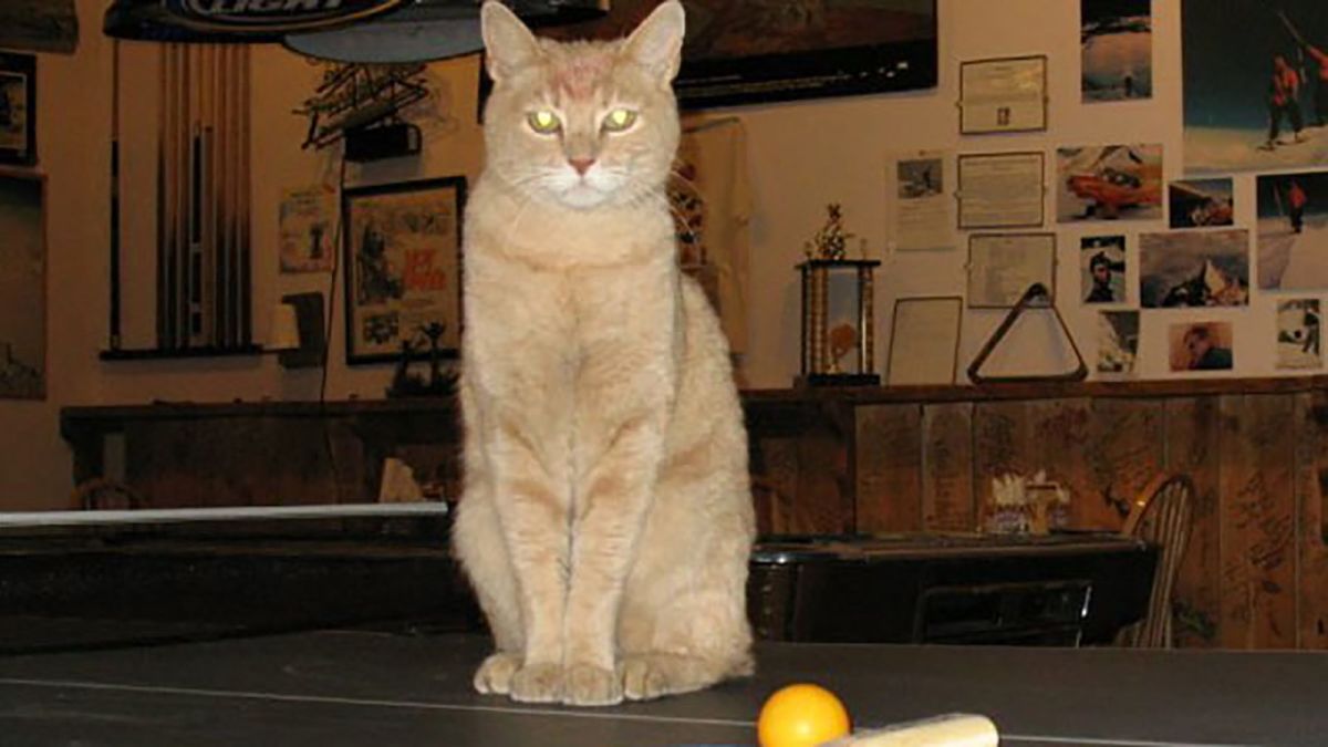 Cat As Town Mayor