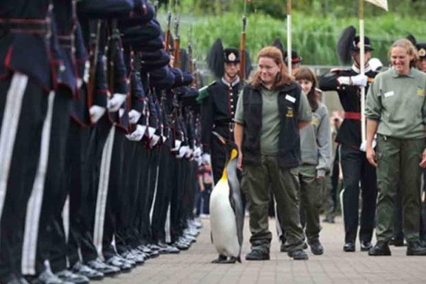 A king penguin who has gained international recognition and honorary titles from the Norwegian Army.