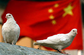 The Chinese Army Of Pigeons