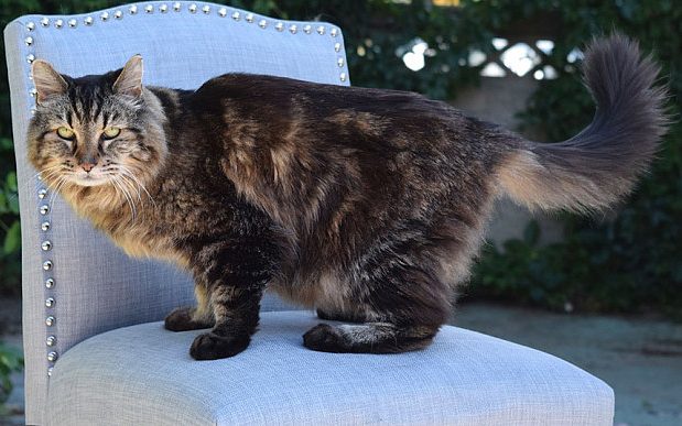 Most beloved and enduring cat of all time