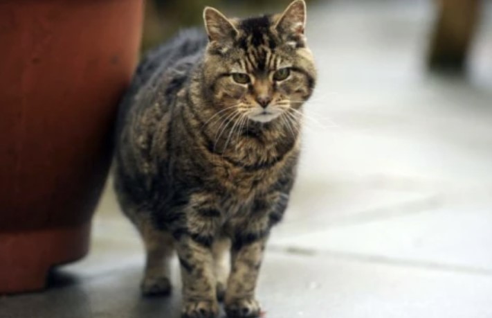 World's Oldest Cat - Creme Puff