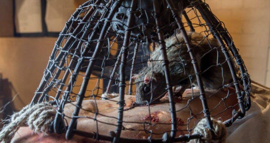 rat torture