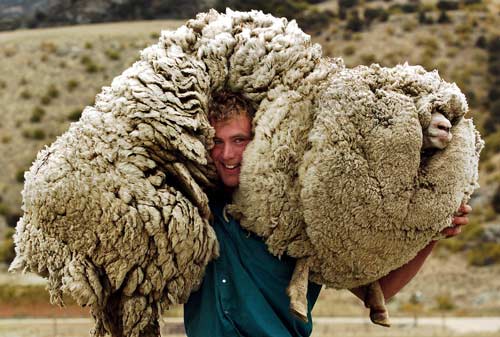 Never Wanted Shearing