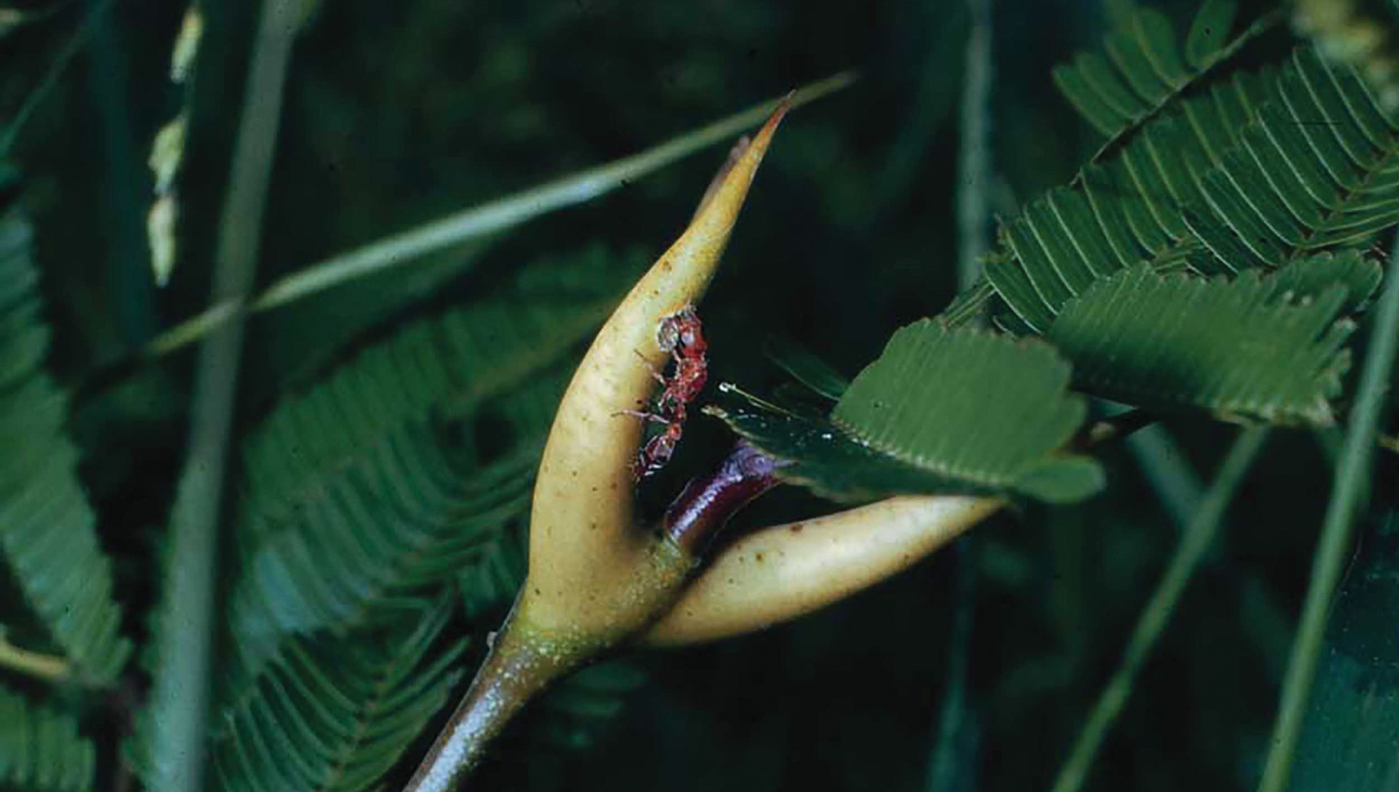 Diversity and complexity of natural symbiotic relationships in different ecosystems, 