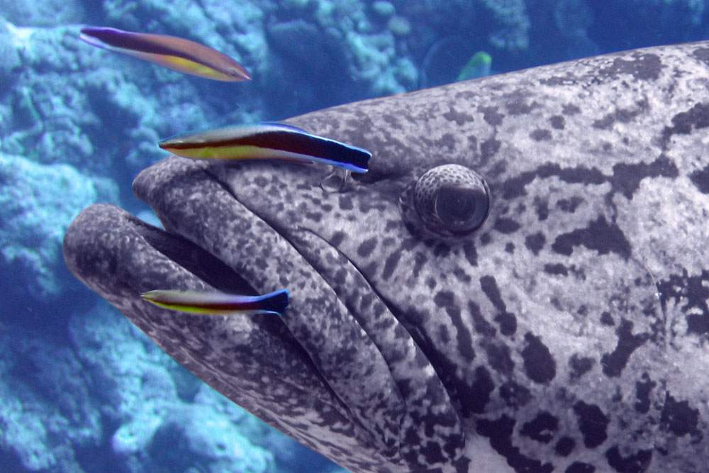 That contribute to their survival, growth, and ecological balance.