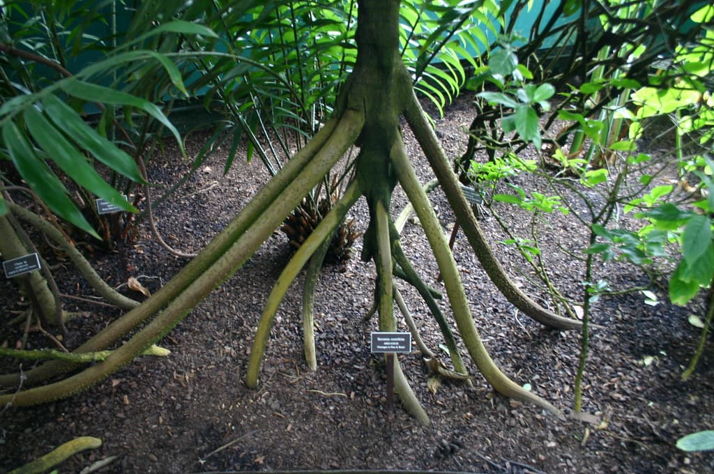 the walking tree