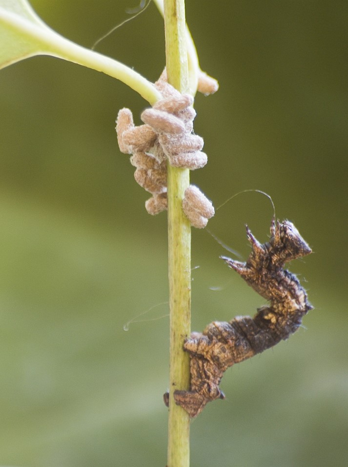 injects its larvae into a caterpillar