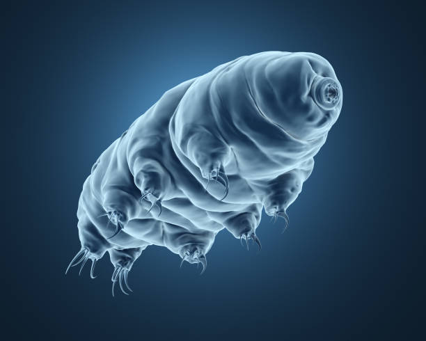 Are tiny, water-dwelling creatures belonging to the phylum Tardigrada. 