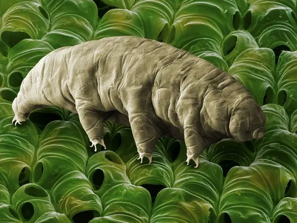 Are extraordinary microscopic organisms known for their resilience and ability to withstand extreme environmental conditions through cryptobiosis. 