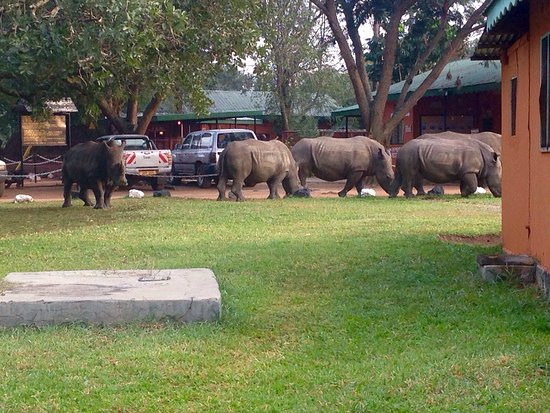 The Ziwa Rhinos Wildlife Ranch